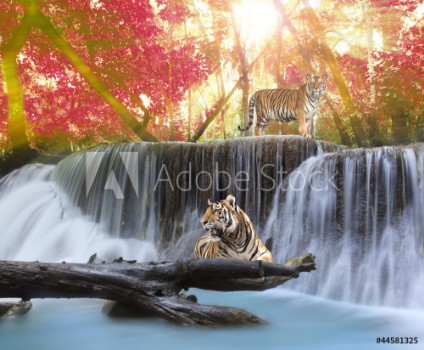 Picture of Tiger in the waterwall